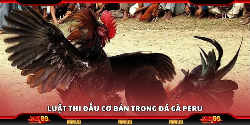 Tìm hiểu luật thi đấu cơ bản trong đá gà Peru